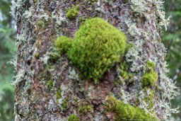 Moss Lichen Tree 3