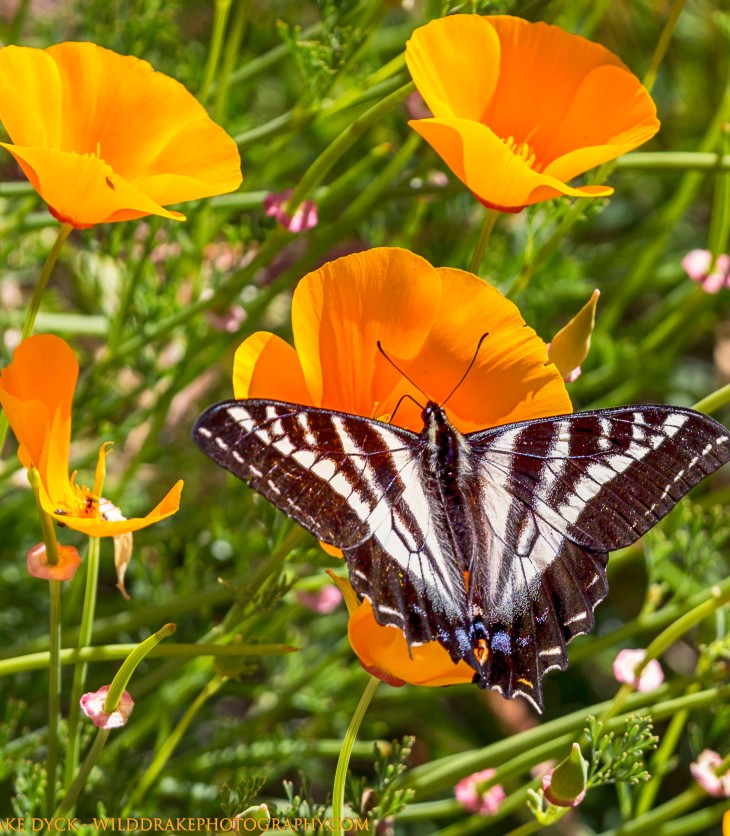 butterfly on poppy