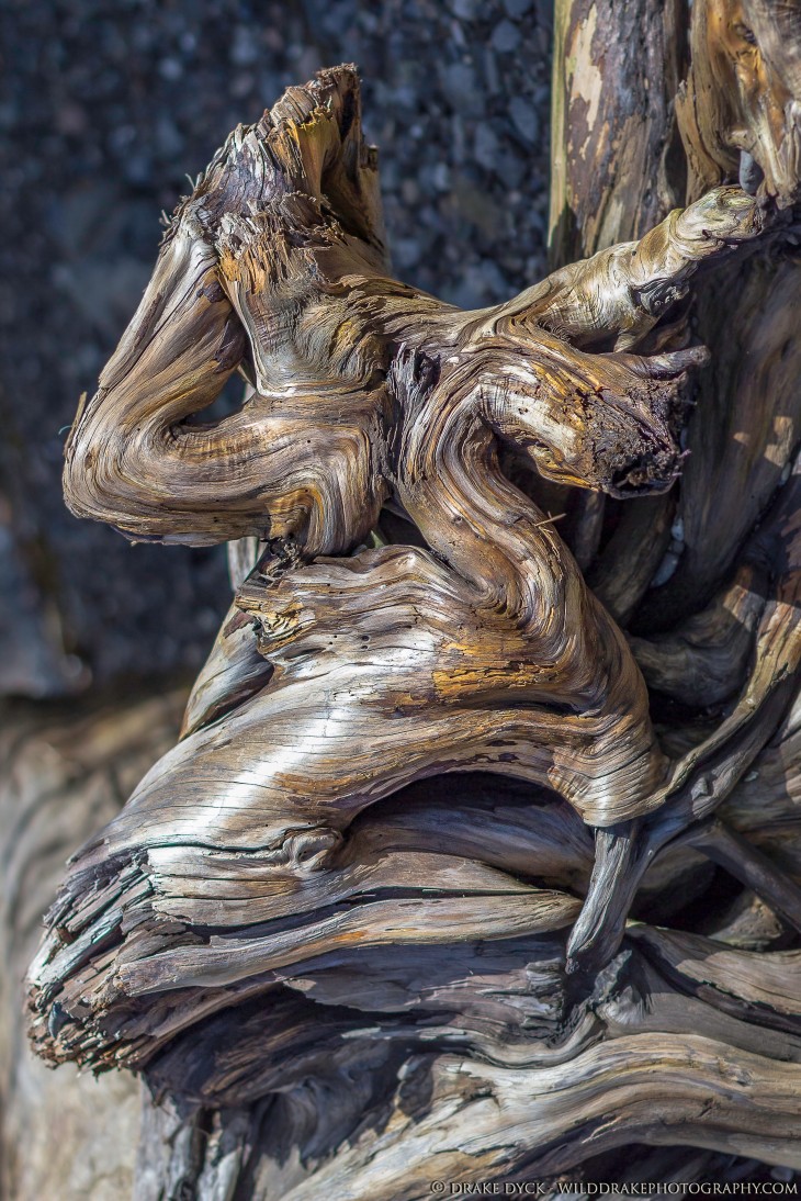 details revealed in driftwood