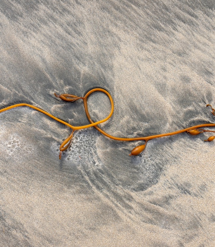 kelp looped on the sand